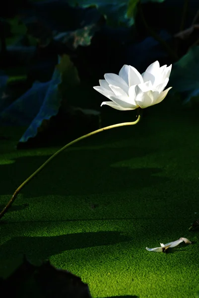 stock image The lonely white lotus flower in the morning sunshine.