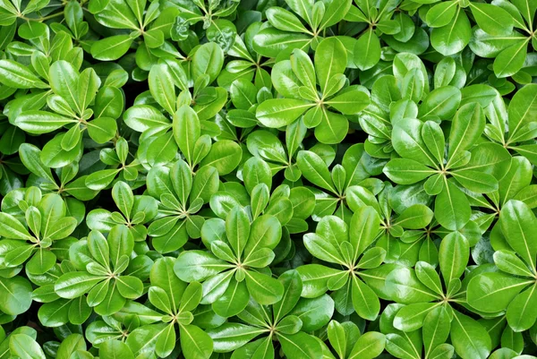 Le foglie dell'ombrello verde — Foto Stock
