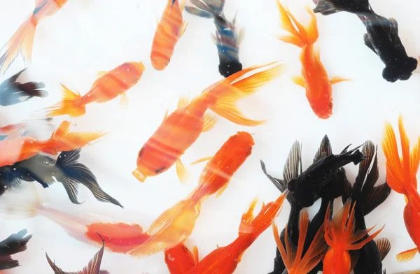 Os peixes dourados coloridos na natação de água . — Fotografia de Stock