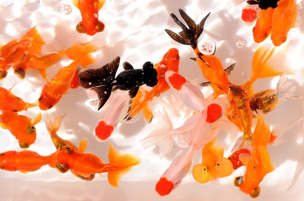 Die bunten Goldfische im Wasser — Stockfoto