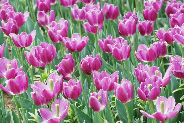 I fiori di tulipano viola in piena fioritura . — Foto Stock