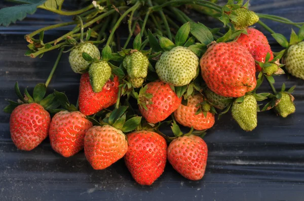 Fresh luscious red strawberries in the field. — Stock Photo, Image