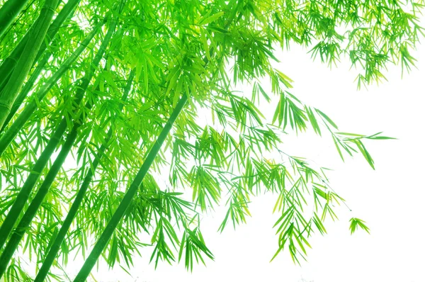 Зеленая цветущая бамбуковая листва — стоковое фото