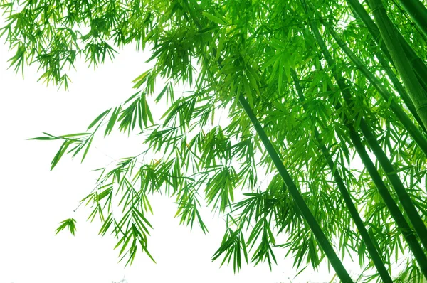 Bambusz medál hagy háttér-tavaszi napsütésben. — Stock Fotó