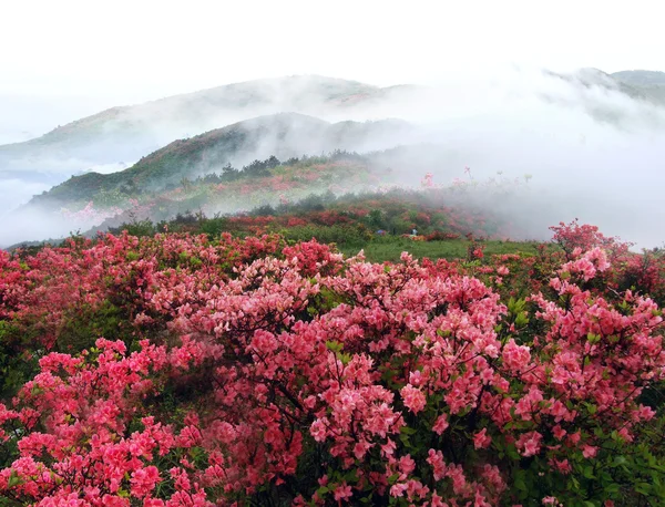 Montaña de primavera brumosa con flores y arbustos de azelea . —  Fotos de Stock