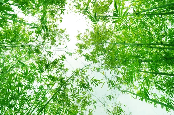 Hänge bambu bladen bakgrund i soliga vårdag. — Stockfoto
