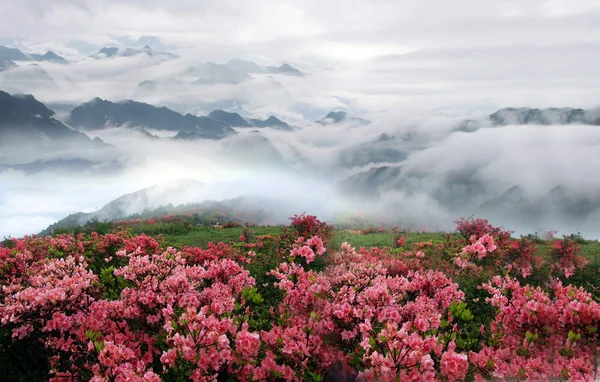 Misty spring mountain with azelea flowers and bushes. — Stock Photo, Image
