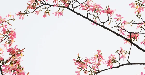 白玉兰树 — 图库照片