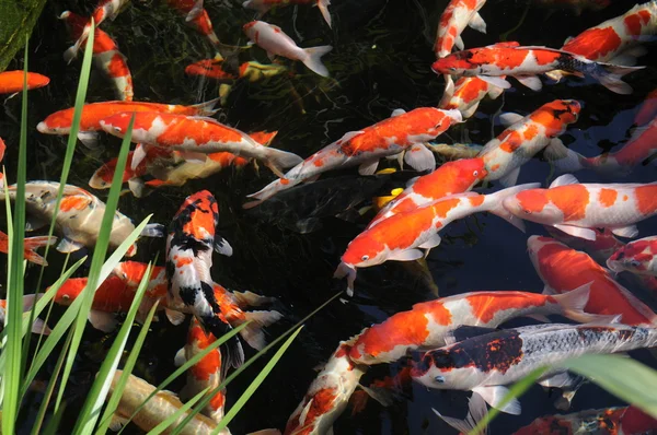 De zwemmende kleurrijke karpers in het rustige vijverwater. — Stockfoto