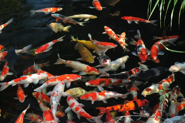 De zwemmende kleurrijke karpers in het rustige vijverwater. — Stockfoto