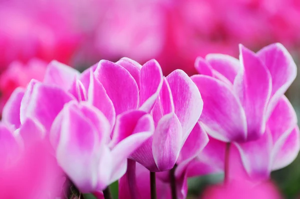 Lila och rosa cyklamen blommor med vacker kronblad på våren. — Stockfoto