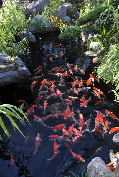 Plavání barevné kapry v klidné vodě rybníka. — Stock fotografie