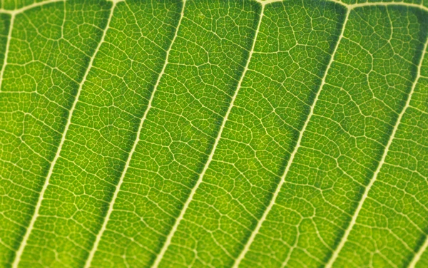 The tropical arum leaf background back-lit. — Stock Photo, Image