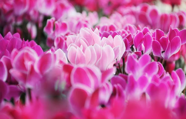 Siklamen leylak rengi ve pembe çiçekler baharda güzel yaprakları ile. — Stok fotoğraf
