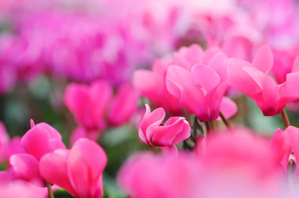 Κυκλάμινο μωβ και ροζ λουλούδια με όμορφη πέταλα άνοιξη. — Φωτογραφία Αρχείου