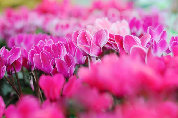 Siklamen leylak rengi ve pembe çiçekler baharda güzel yaprakları ile. — Stok fotoğraf
