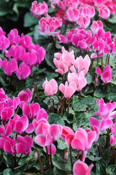 Mauve and pink cyclamen flowers with beautiful petals in spring. — Stock Photo, Image