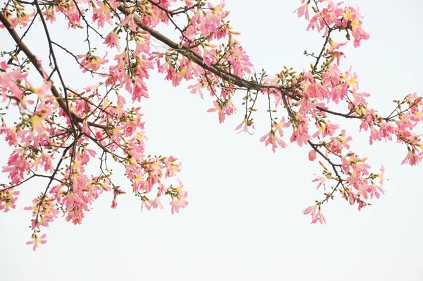 Magnolia δέντρα — Φωτογραφία Αρχείου