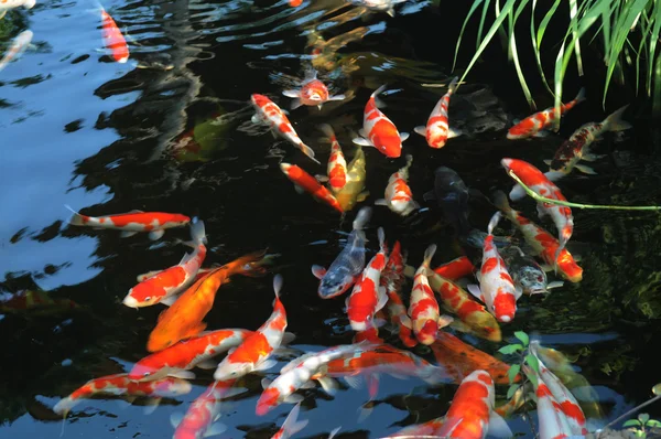 The swimming colorful carps in the tranquil pond water. — Stock Photo, Image