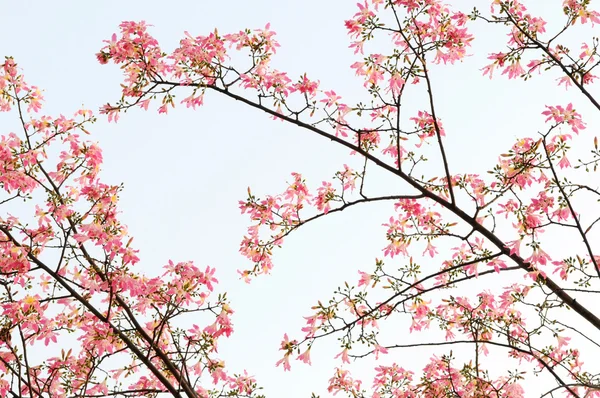 Árboles de Magnolia —  Fotos de Stock