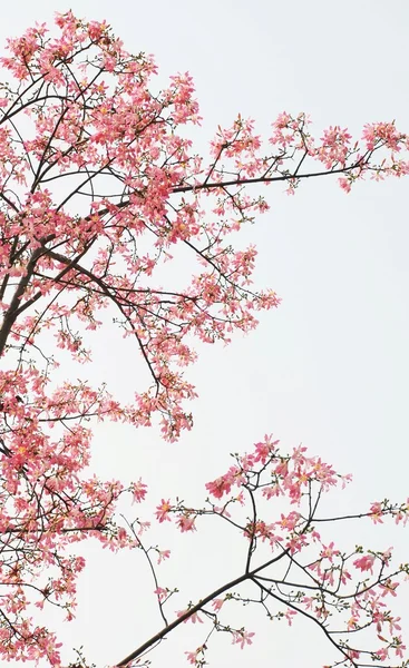 Magnolia-Bäume — Stockfoto