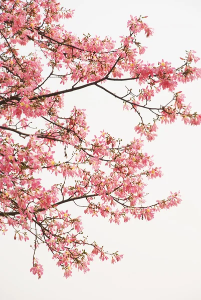 Primavera rosa flores kapok — Fotografia de Stock