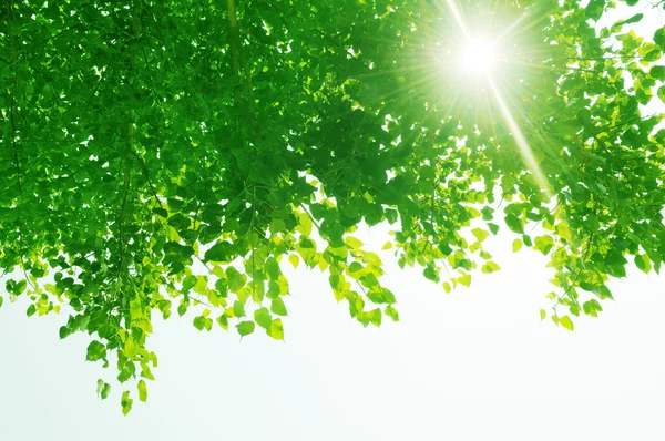 Luz do sol através de folhas verdes . — Fotografia de Stock