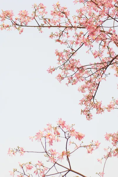 Våren blommor bakgrund — Stockfoto