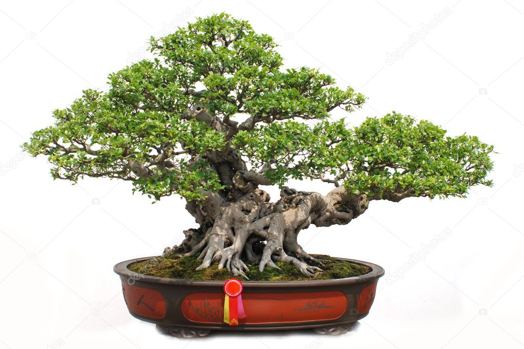 The Chinese bonsai tree of banyan in a pottery pot.