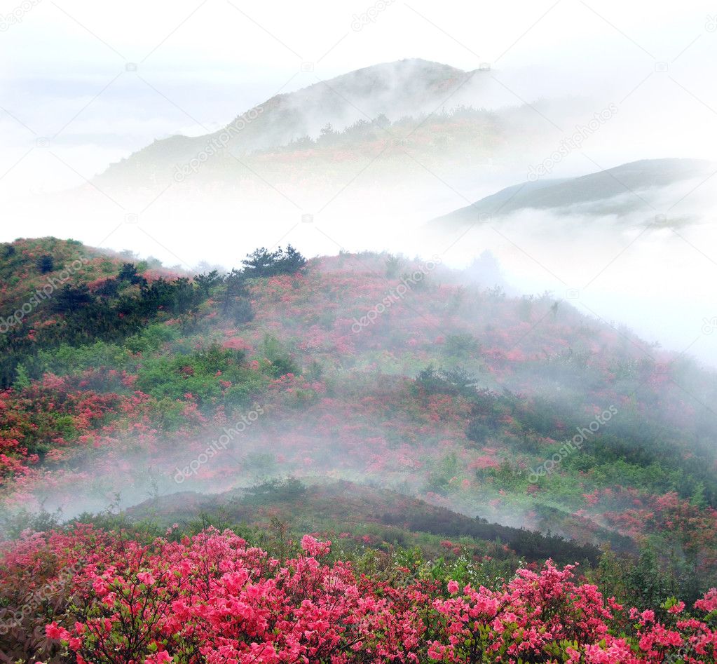 Misty spring mountain with azelea flowers and bushes.