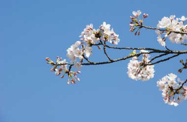 Japonya'da bir bahçede mavi gökyüzünde pembe kiraz çiçek kolye.