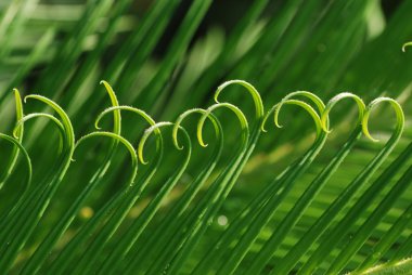 The rolling cycad new leaves with water clipart