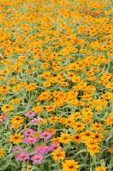 Die gelben und mauvefarbenen Zinnia-Blumen Hintergrund. — Stockfoto