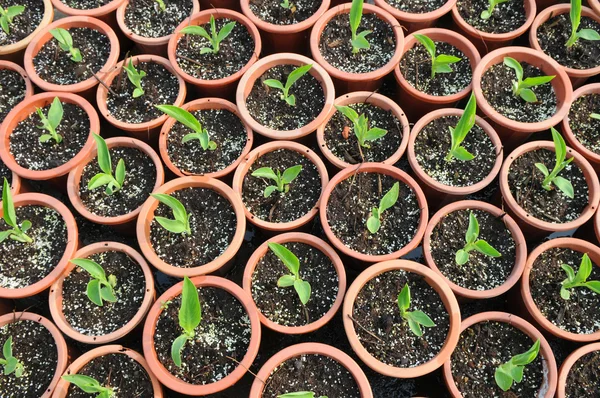 Les petits semis de fleurs dans des pots en plastique dans un jardin d'enfants . — Photo