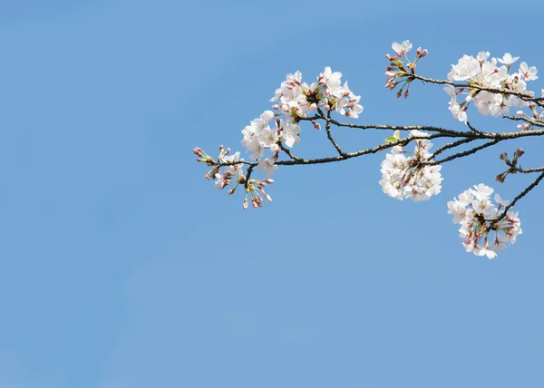 在蓝色的天空在日本一个花园粉色的樱桃花吊坠. — 图库照片