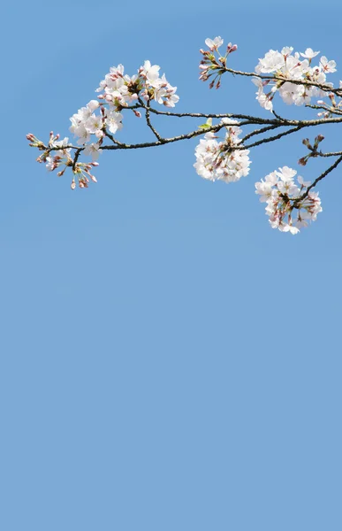 De hanger roze cherry bloemen in de blauwe hemel in een tuin in japan. — Stockfoto
