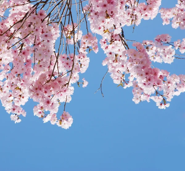 Der rosafarbene Kirschblütenanhänger am blauen Himmel in einem Garten in Japan. — Stockfoto