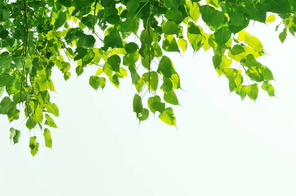Ciondolo foglie verdi in primavera sole — Foto Stock