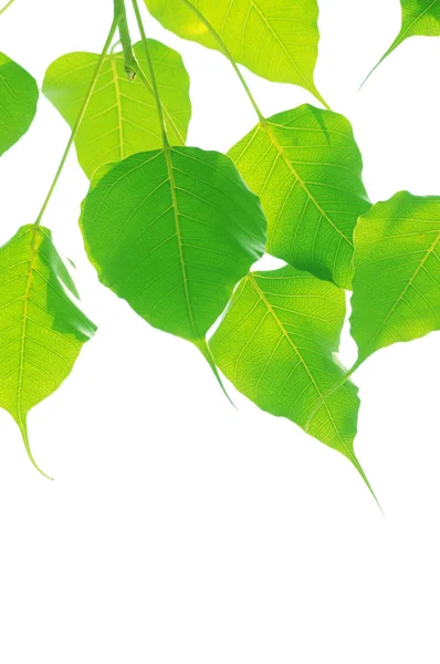 Зелене листя з краплями дощу в чистому небі . — стокове фото