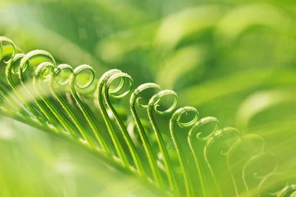 stock image The curving new leaves.