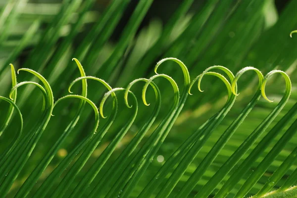 The rolling cycad new leaves with water — Stok fotoğraf