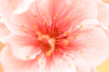 Sakura flowers at spring, macro shot clipart