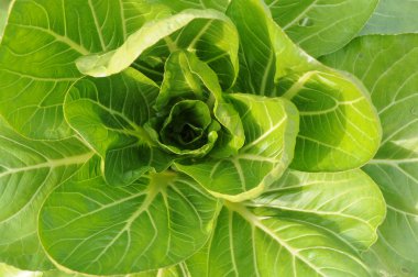 The verdure cabbage vegetable in the field background. clipart