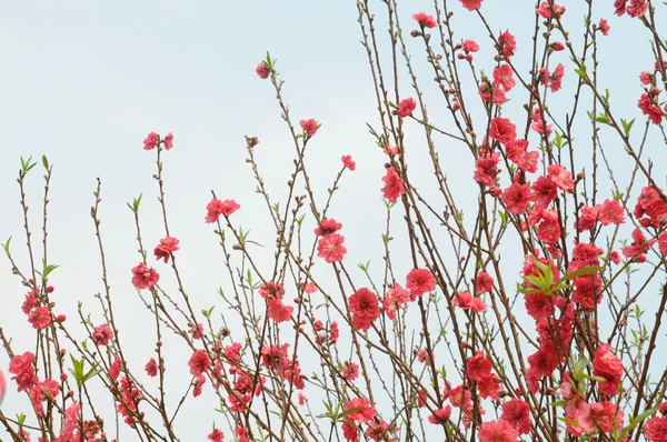 부드러운 나뭇가지에 분홍색 복숭아 꽃. — 스톡 사진