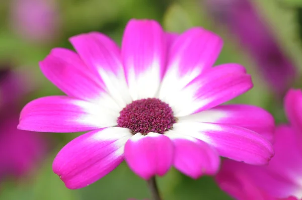 Violett rosa Osteosperumum Blume Gänseblümchen — Stockfoto