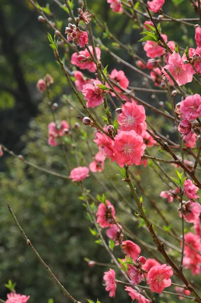 The pink peach flowers on the soft twigs. — Stock Photo, Image