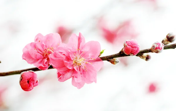 Rosa persika blommorna på den mjuka kvistar. — Stockfoto