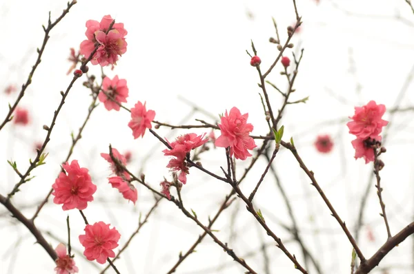 Rosa persika blommorna på den mjuka kvistar. — Stockfoto