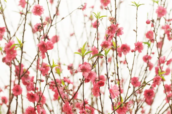 De perzik-roze bloemen op de zachte twijgen. — Stockfoto