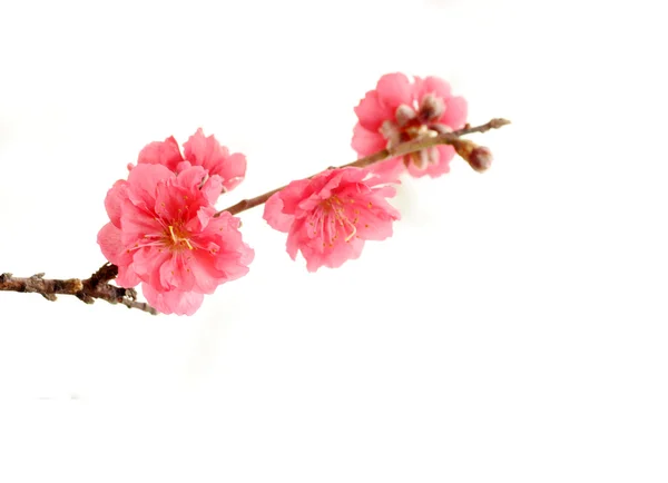 Różowe kwiaty brzoskwini na miękkie gałązki. — Zdjęcie stockowe